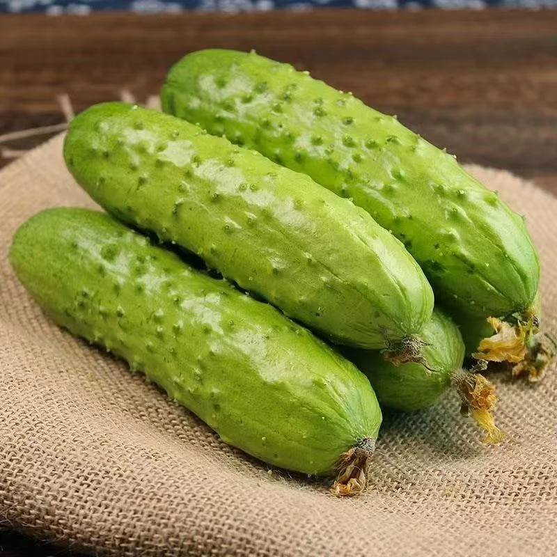 本地老黄瓜小时候的味道
