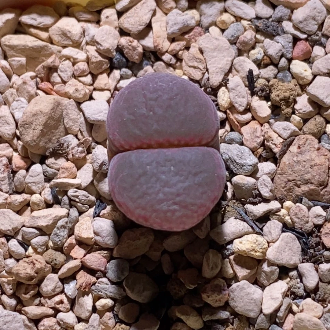 帕法德好看好看好看