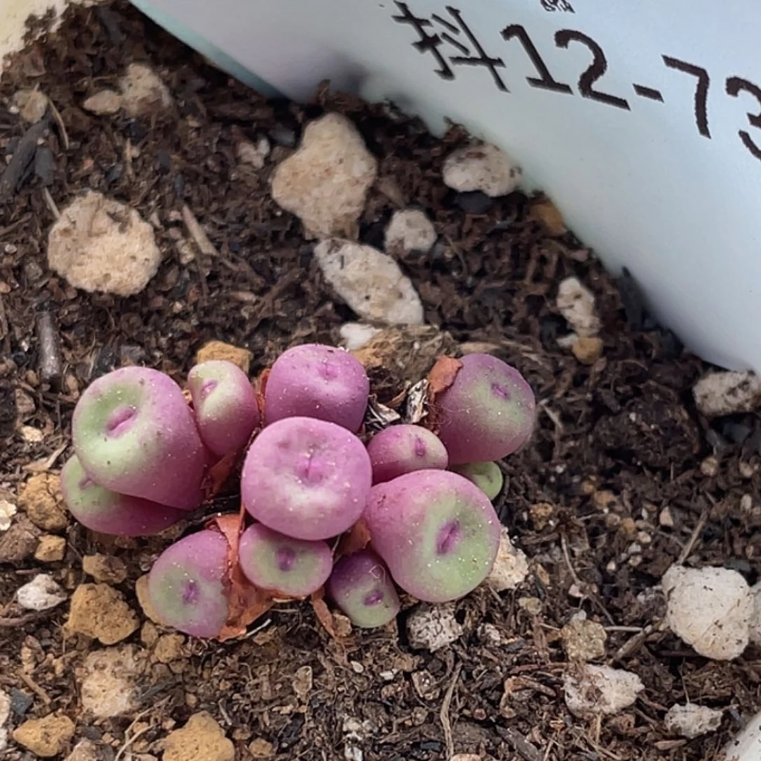 12-73贝特芬嘴多肉植物
