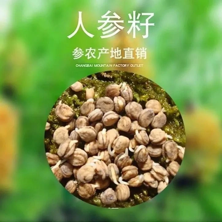 春季东北正宗人参种子长白山野山参籽补血益气新品人参多年生药材