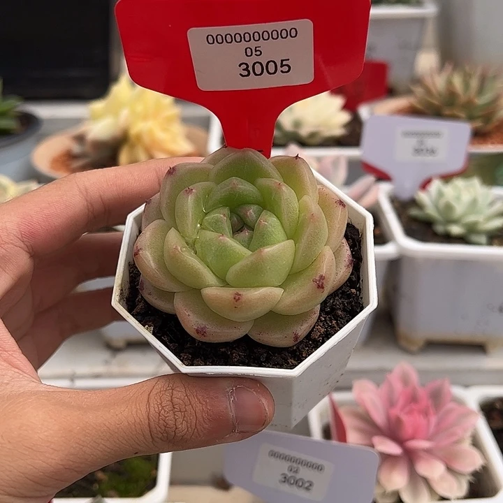 3005号m100珍妮多肉植物