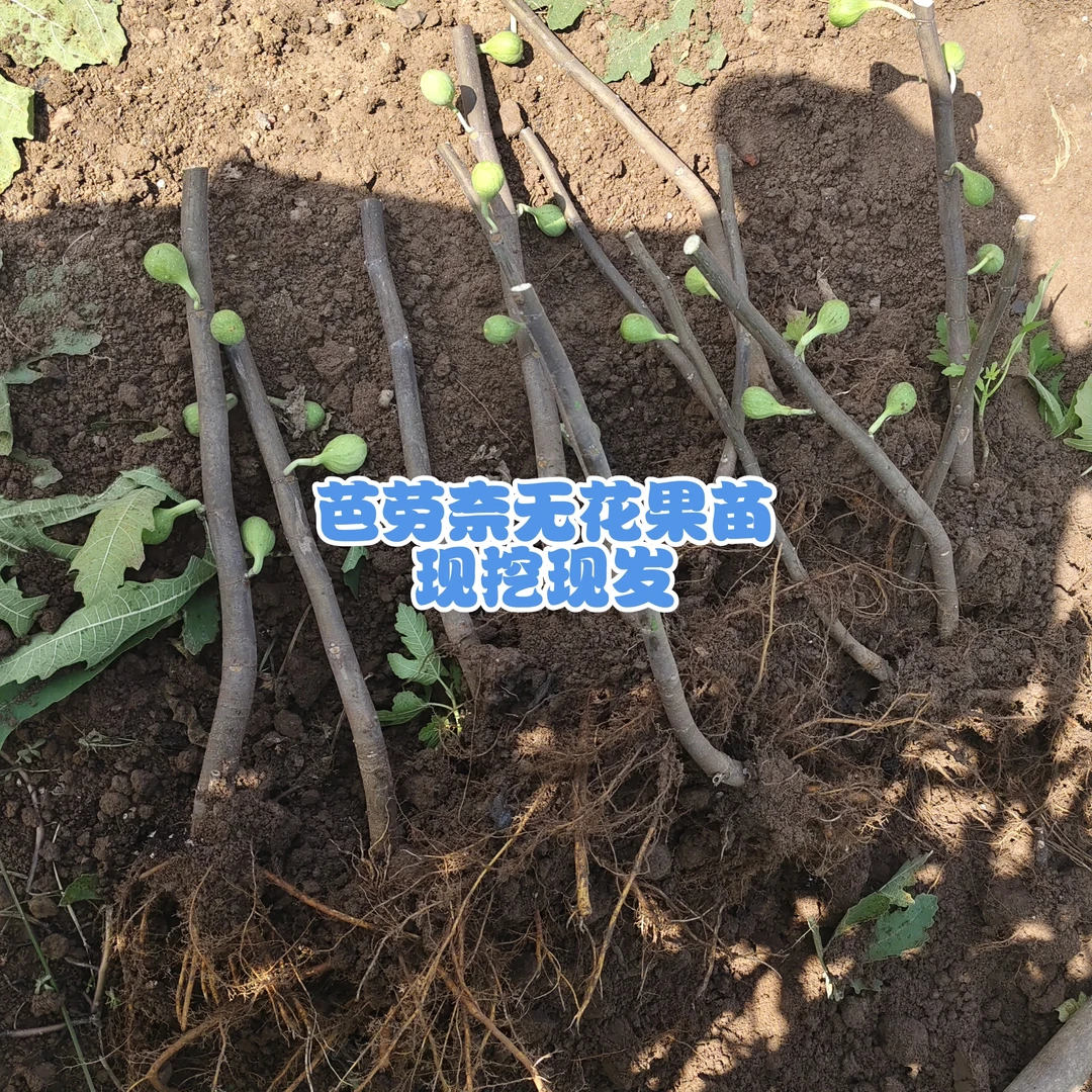 无花果苗正品芭劳奈无花果扦插裸根苗适合盆栽地栽庭院阳台种植