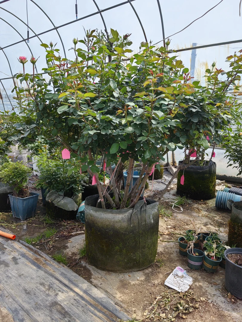 丛林桩，树桩月季，大桩，地栽，原盆原土