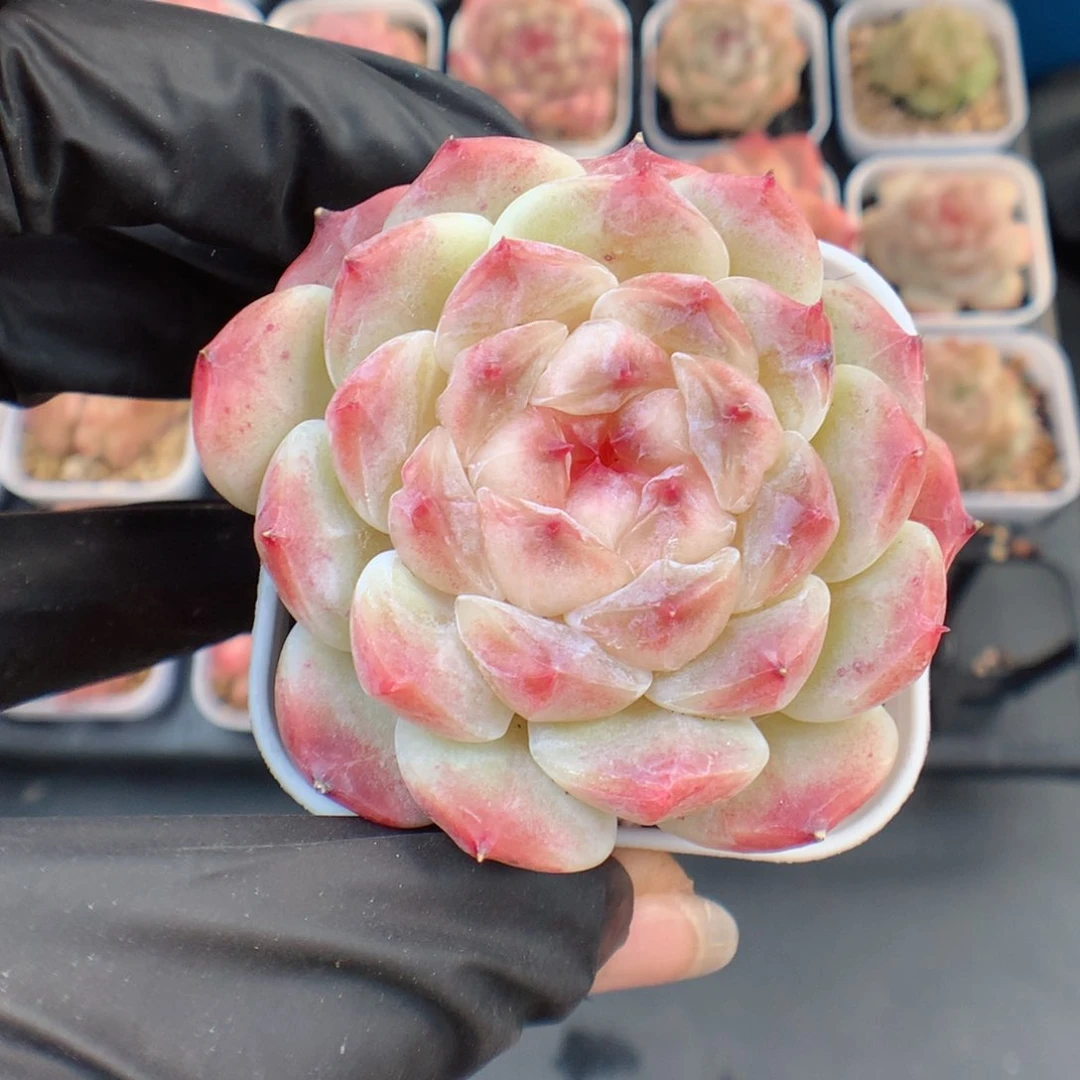 多肉植物。 冰魄50