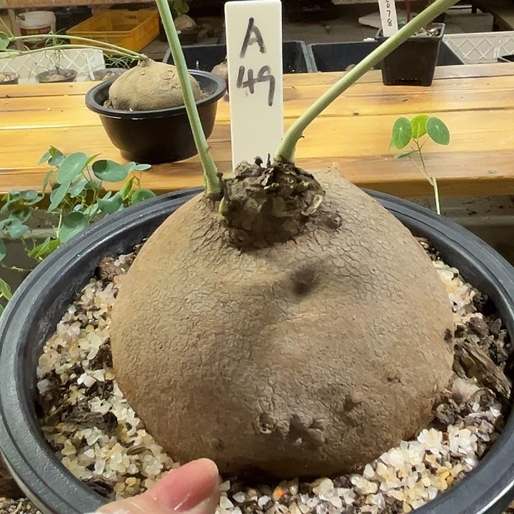 汤圆植物素可泰A49
