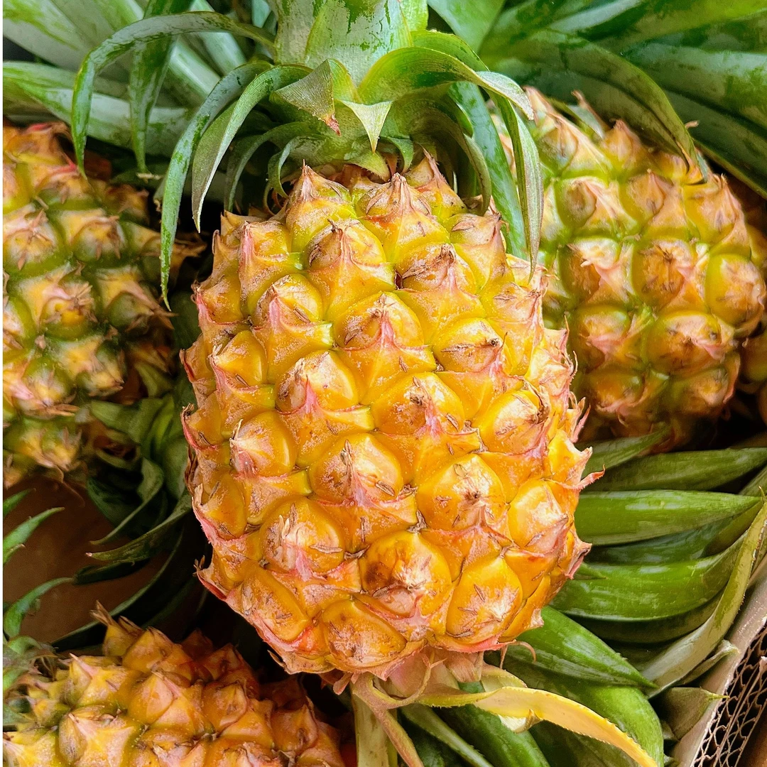 广西合浦乌家镇直发正宗金钻凤梨新鲜现摘热带应季水果香甜多汁