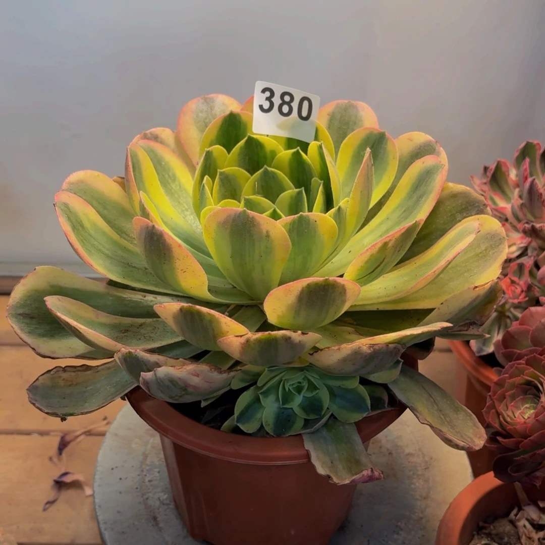 多肉法师香炉盘锦380