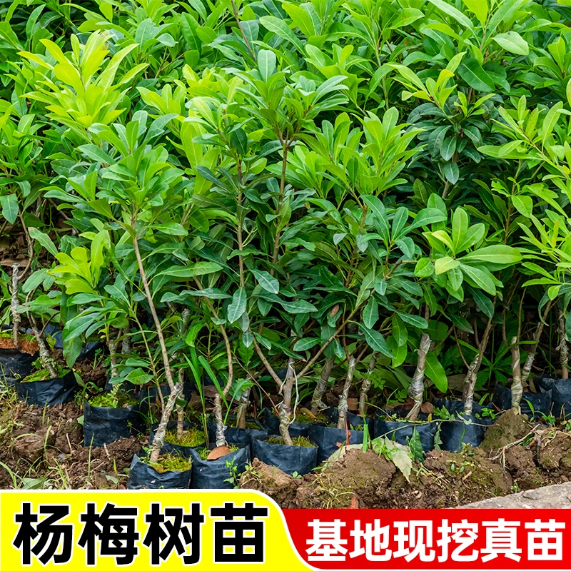 杨梅树苗嫁接苗南方种植正宗东魁盆栽黑炭早熟南北方果树带土带叶