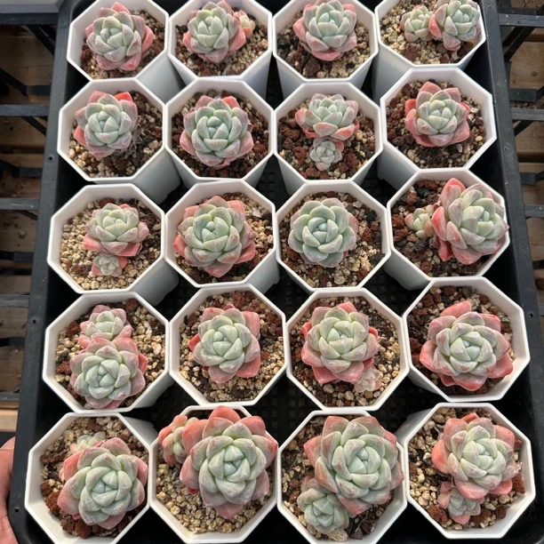 多肉植物冰玉3CM小小小冰玉10颗一组