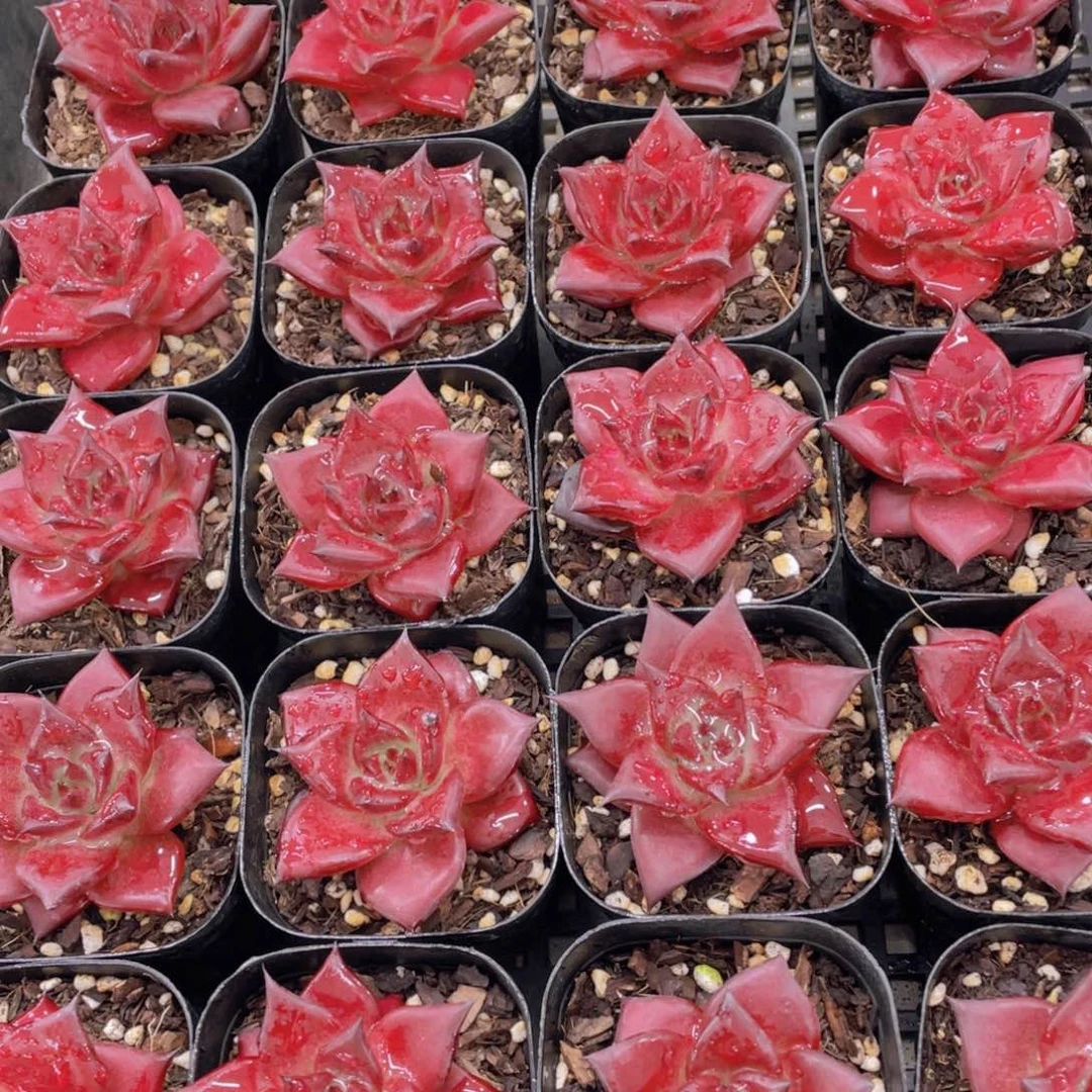 量拍35号 宽叶全状态罗宾单头一个