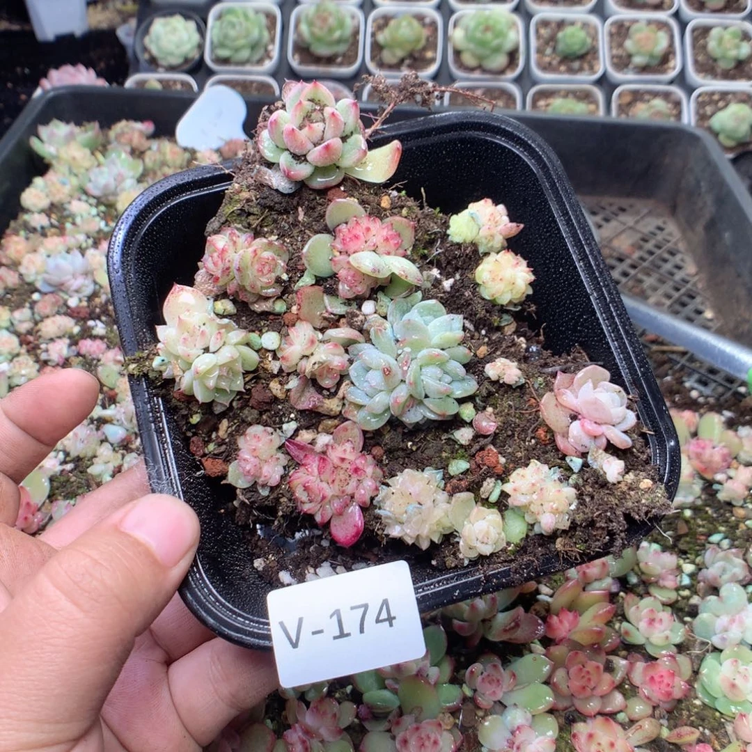 无花朵V174英语英语