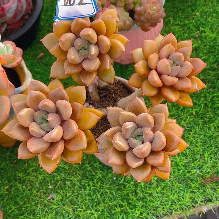 雪***儿谢谢你的支持000000038