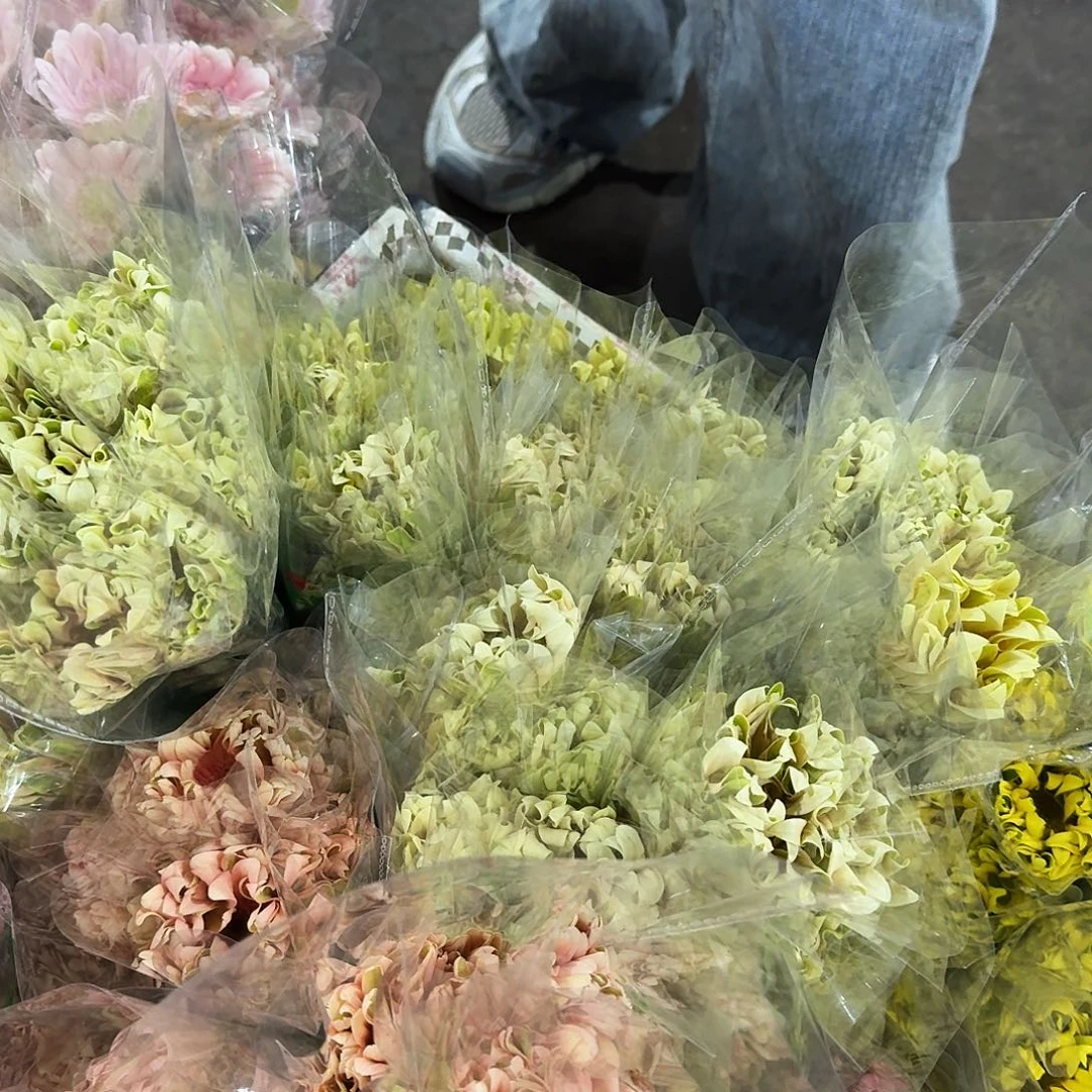 香格里拉非洲菊10支