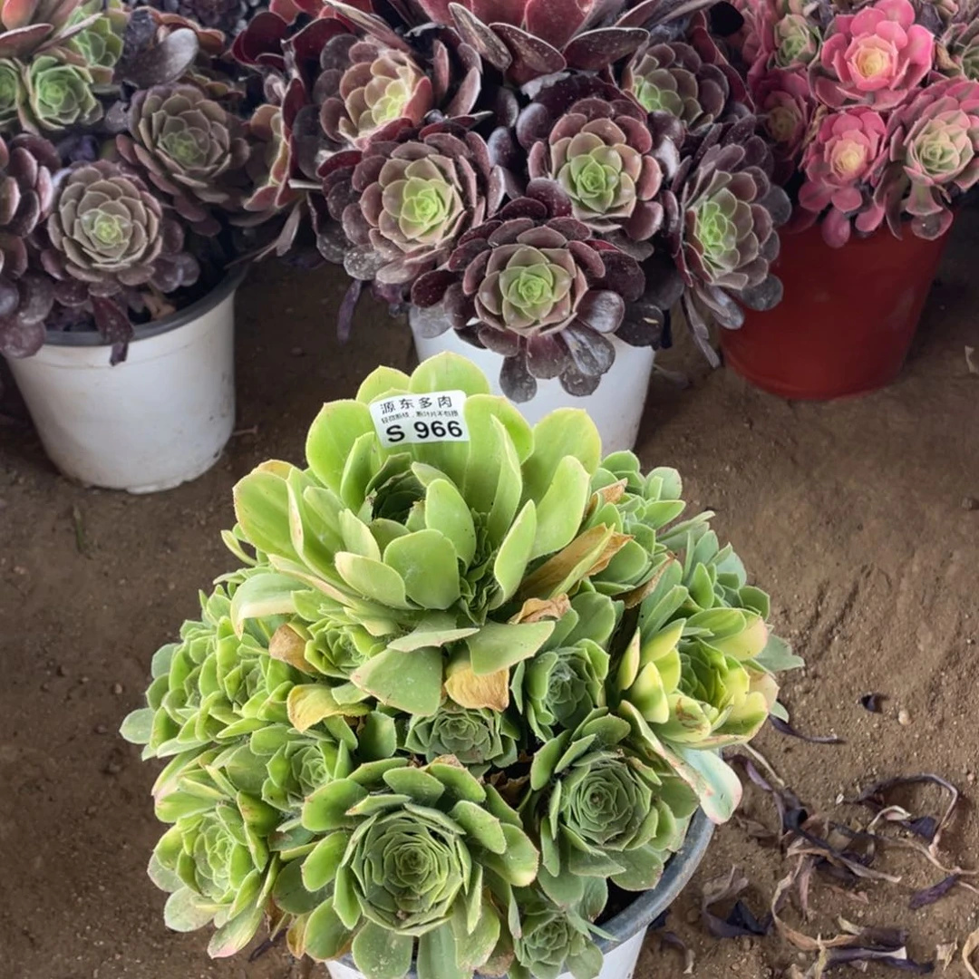 966五彩多肉法师断枝不包