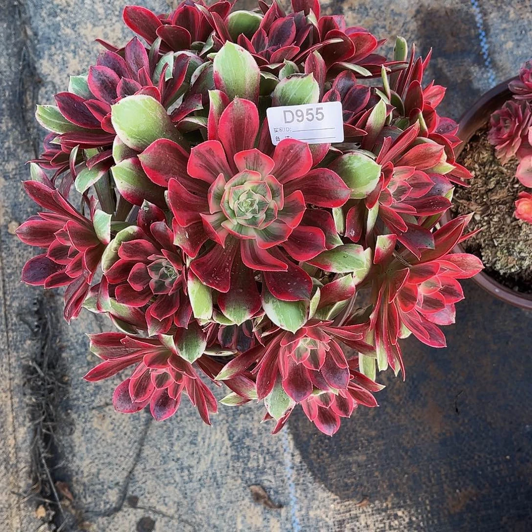 完全开放多肉植物955浣纱法师