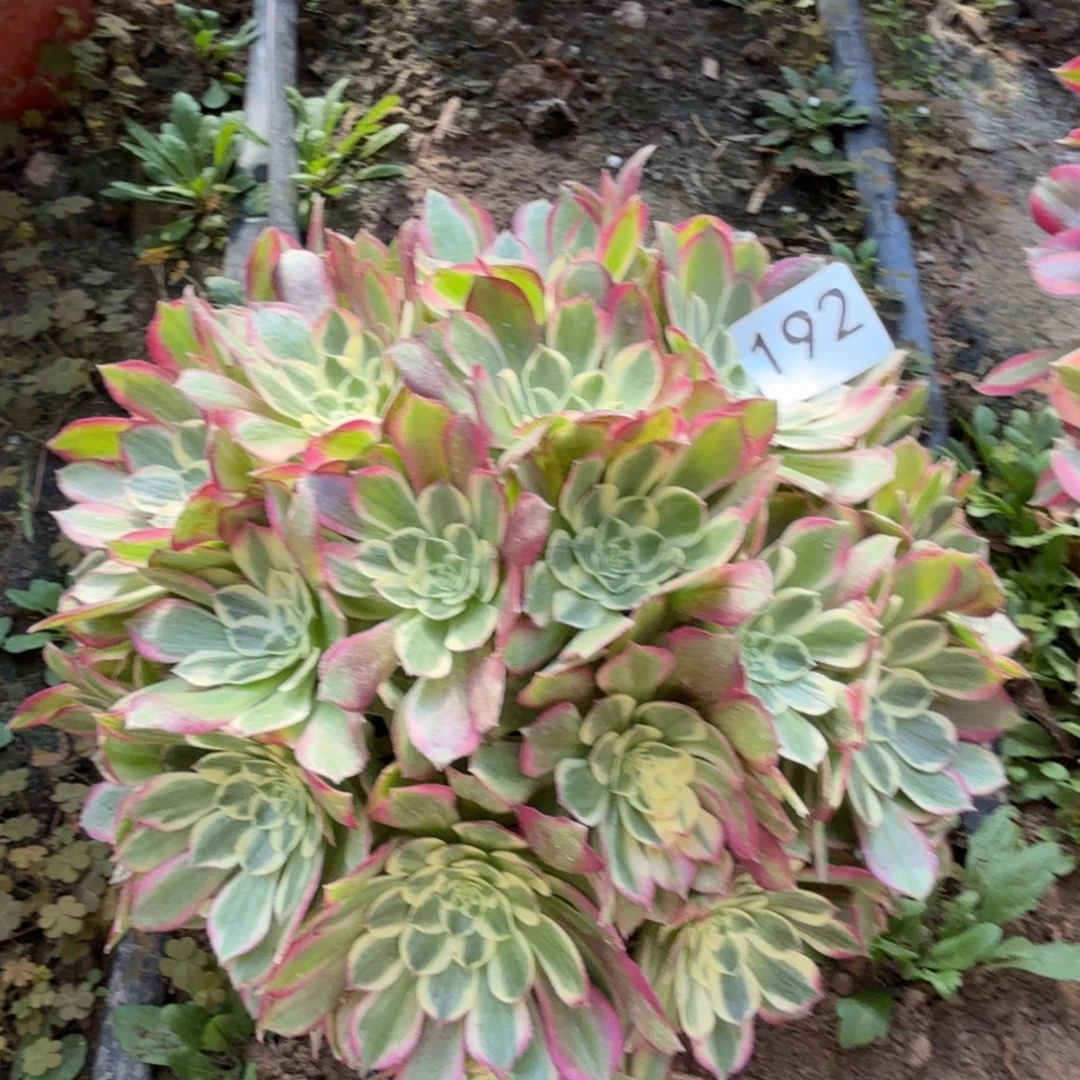 千玺法师多肉192号法师多肉