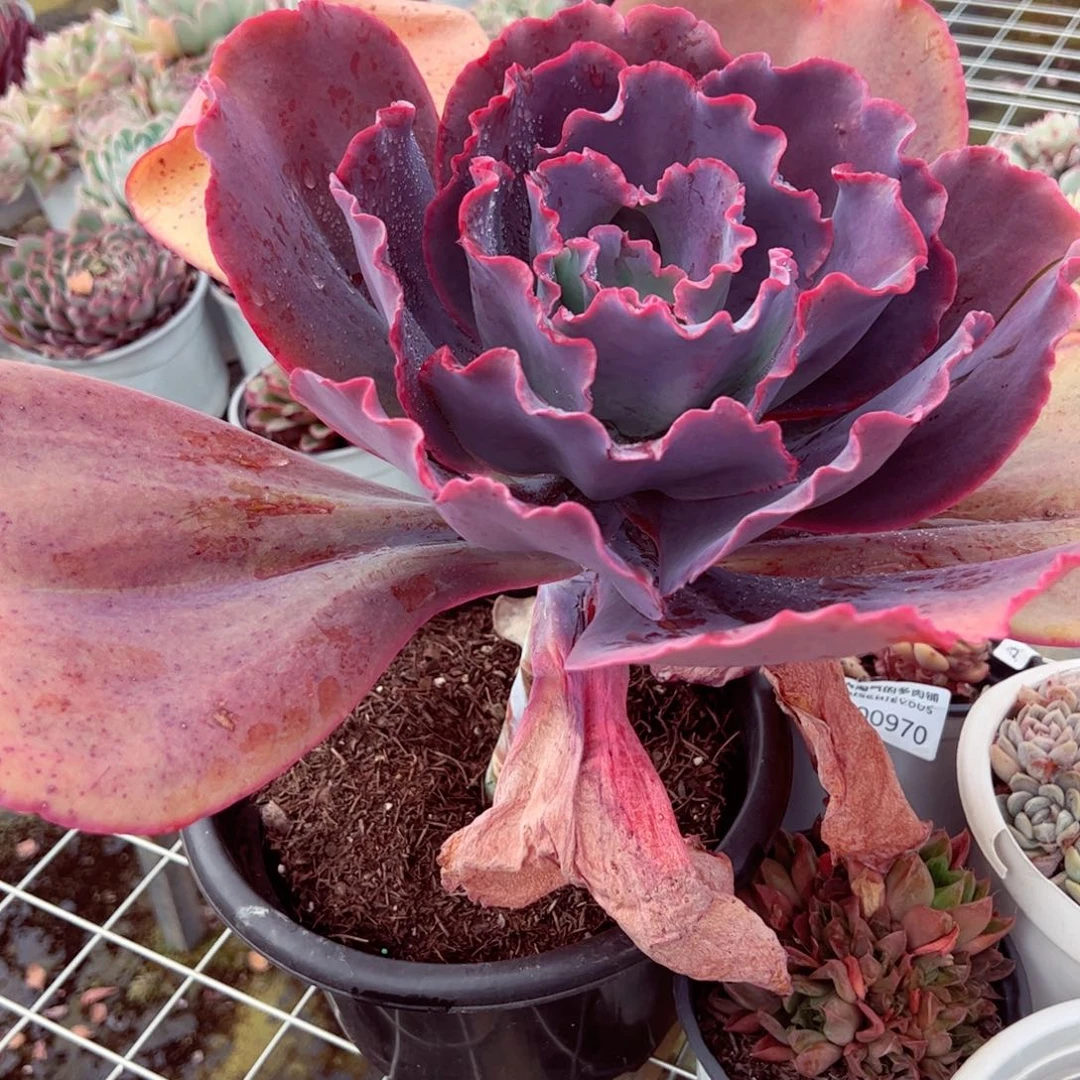 天空之城大大单头