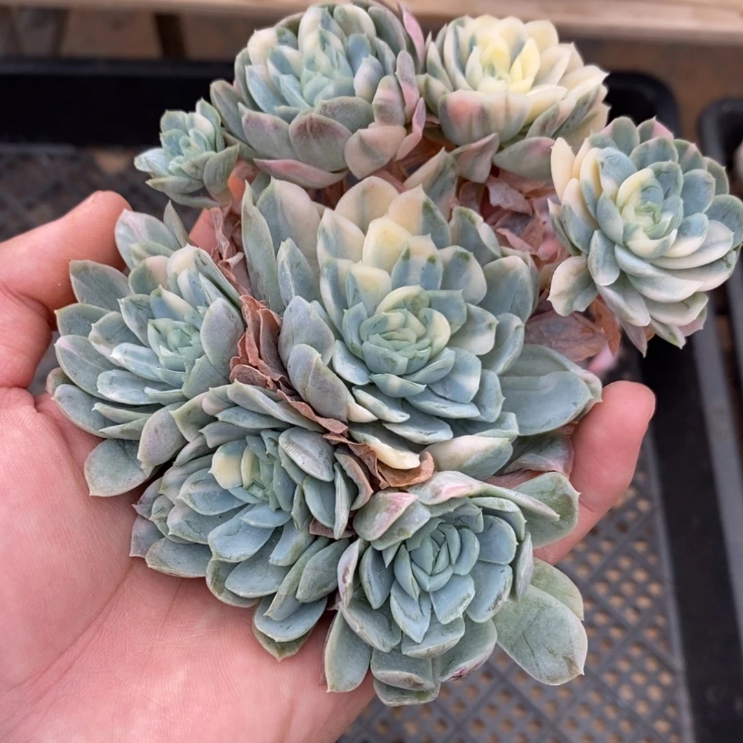 冰梅多肉植物8901