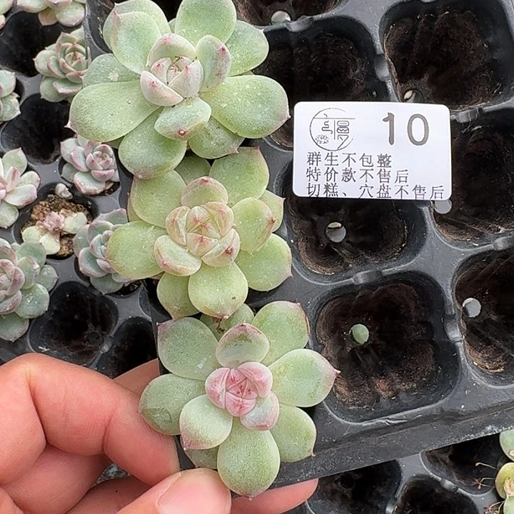 如图10珍妮穴盘苗一份不售后