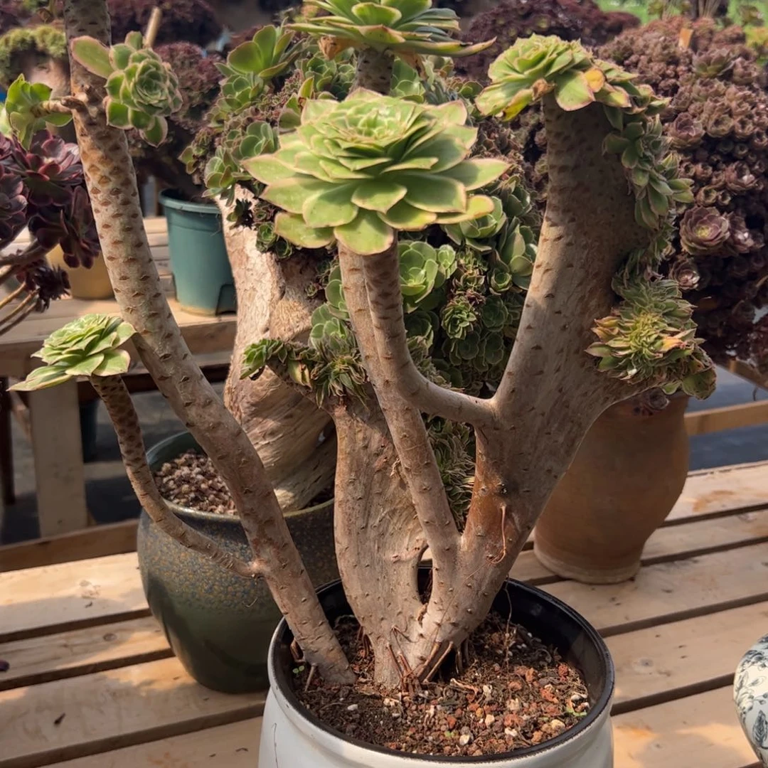 大叶绿玫瑰锦缀化