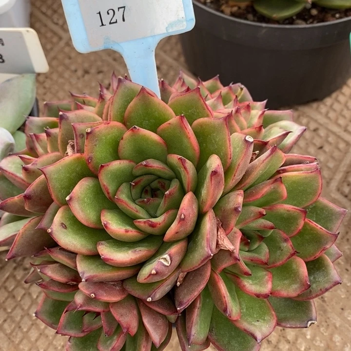 D127- 一物一拍 捧花