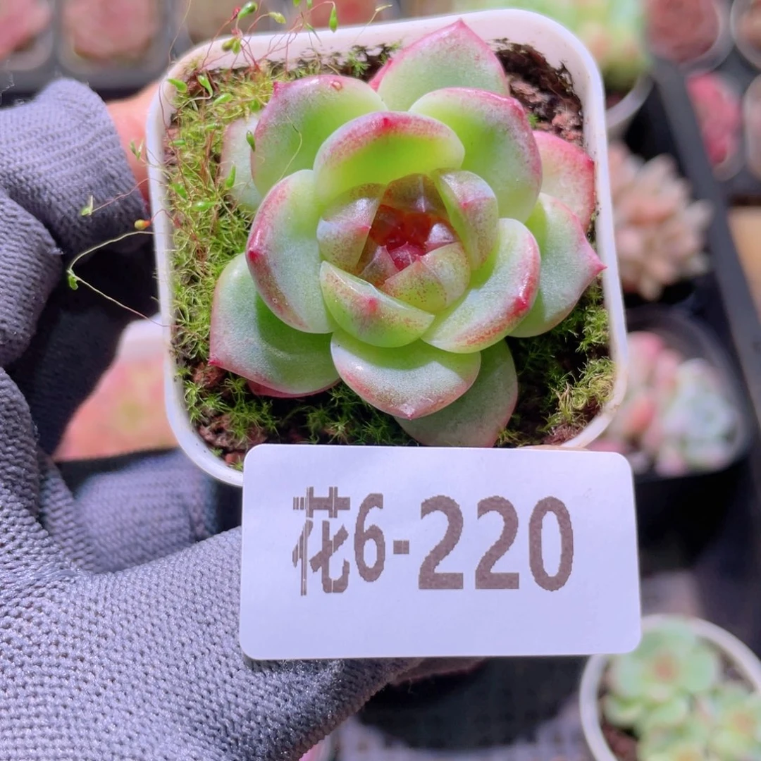 花利美 6-220新品珍妮
