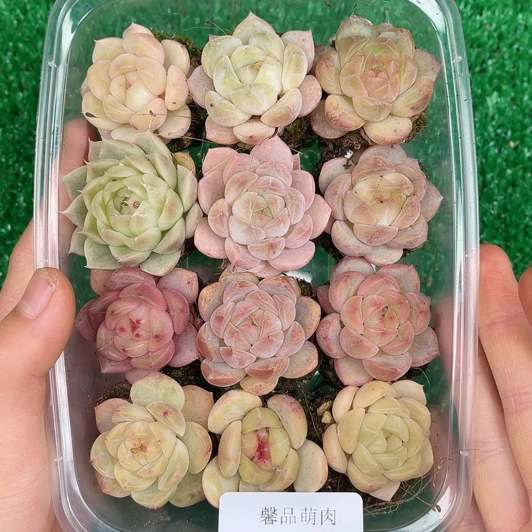 多肉一物一拍26-54