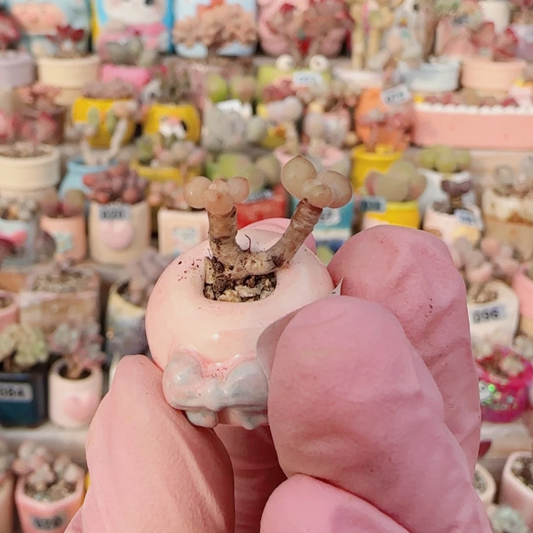 T小奶杂盆口。  1cm