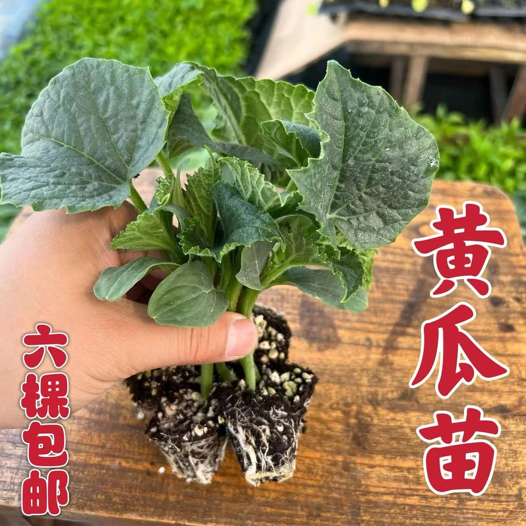 甜脆黄瓜秧苗小黄瓜苗活力秧苗春季四季盆栽种植无架旱黄瓜秧苗
