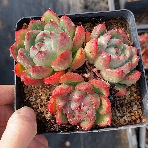 夜**兰1285多肉植物老桩