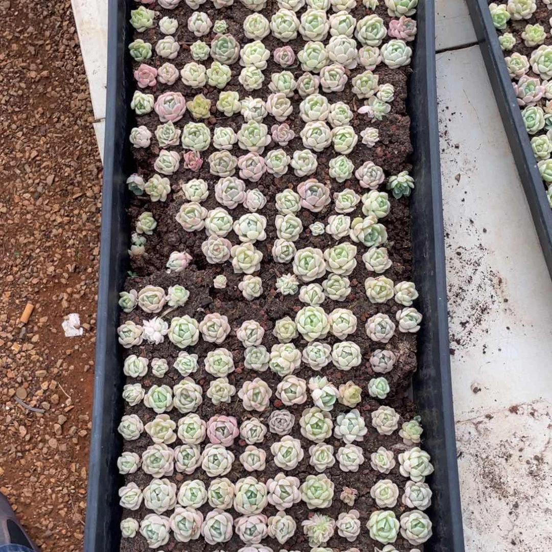 云糖心多肉植物373