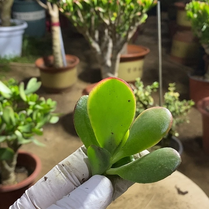 ༺****༻叶片10元一物一拍