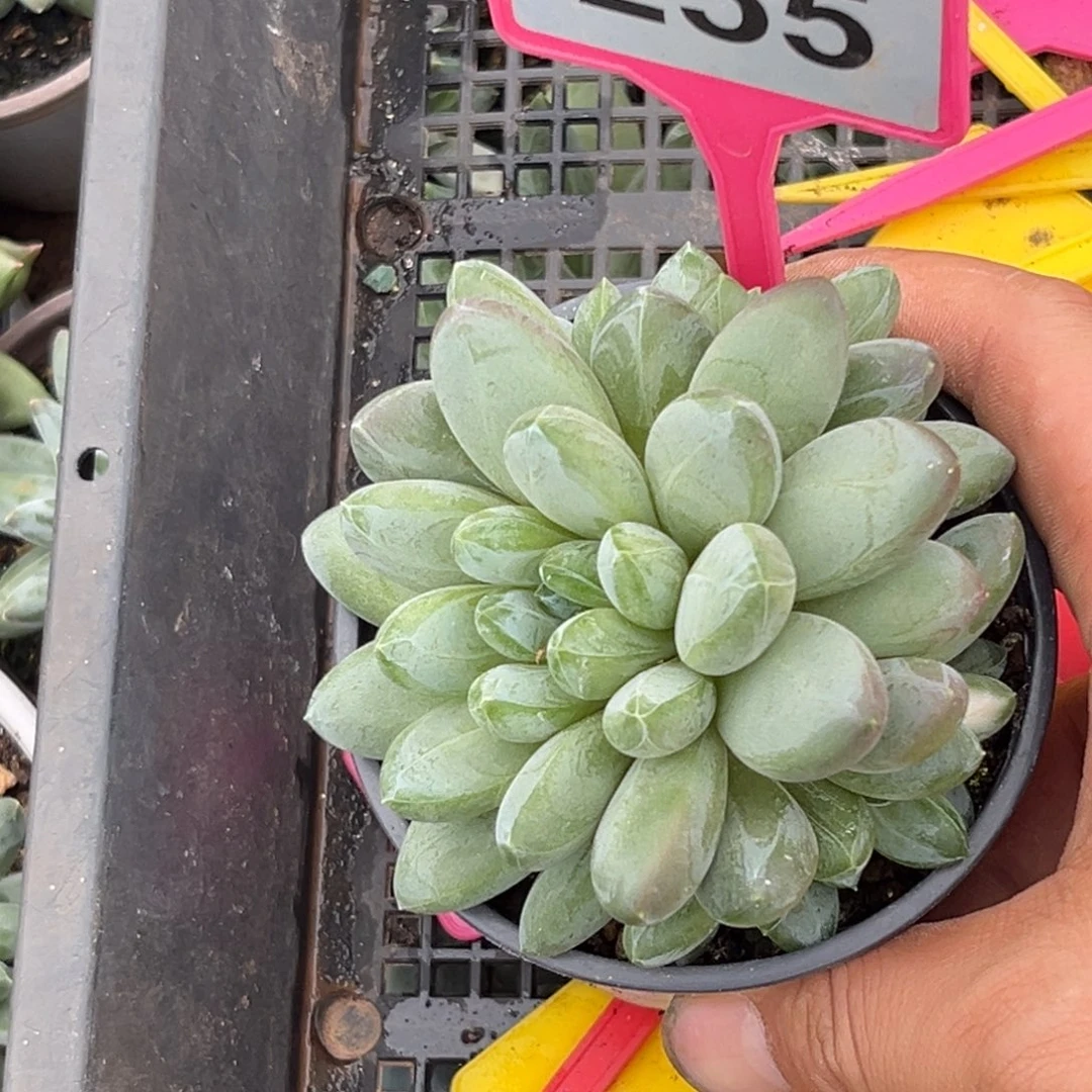 多肉植物森林之心带锦255