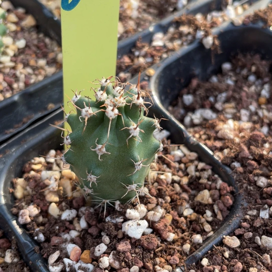 鬼见城鬼见城606-0095