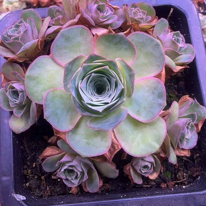 捧花14343437676767673