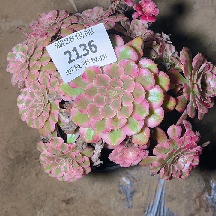 2136红铜白多肉植物