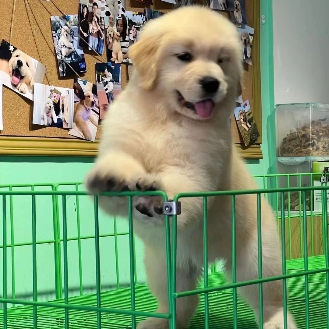 幼犬*金*毛*巡回犬适合家庭陪伴孩子老人情绪稳定的狗狗