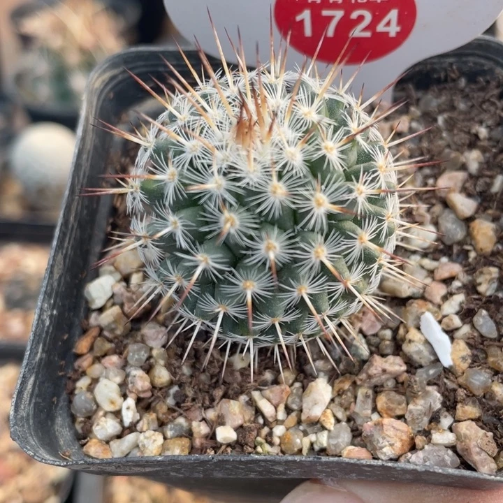 实生白王丸172400000