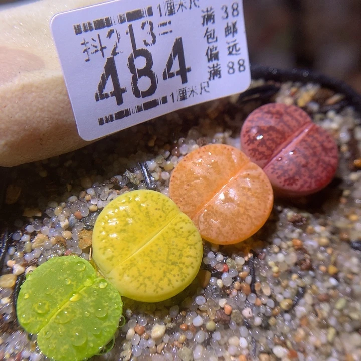 精品生石花213.484