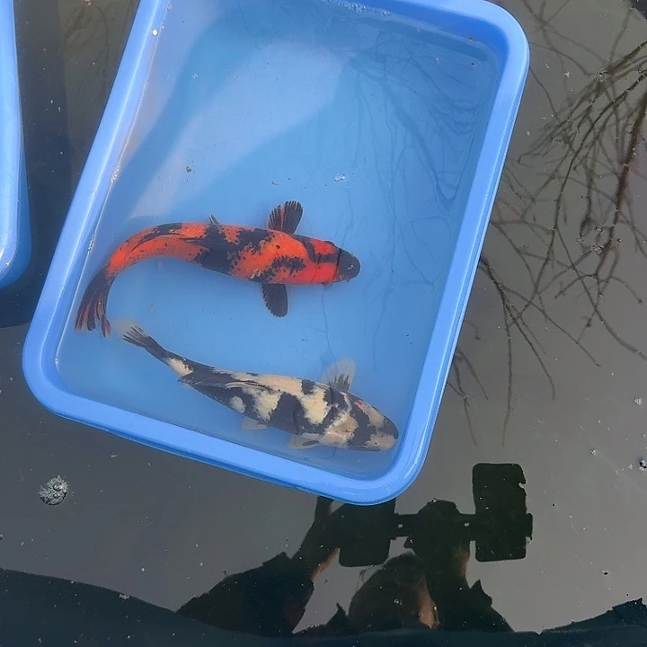 海水鱼多休息休息下吧