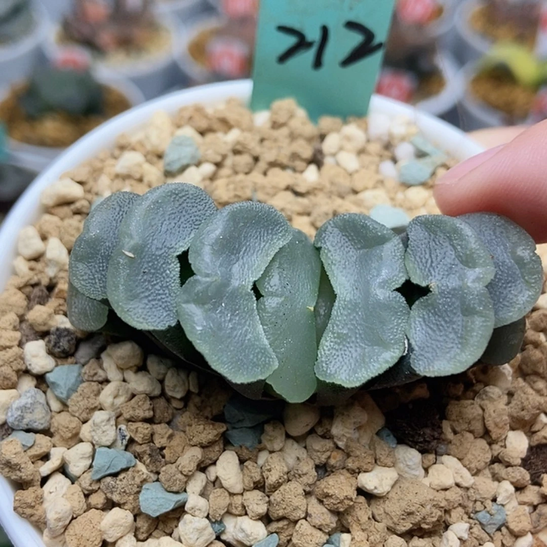 打***气212白瓷玉扇1111111111