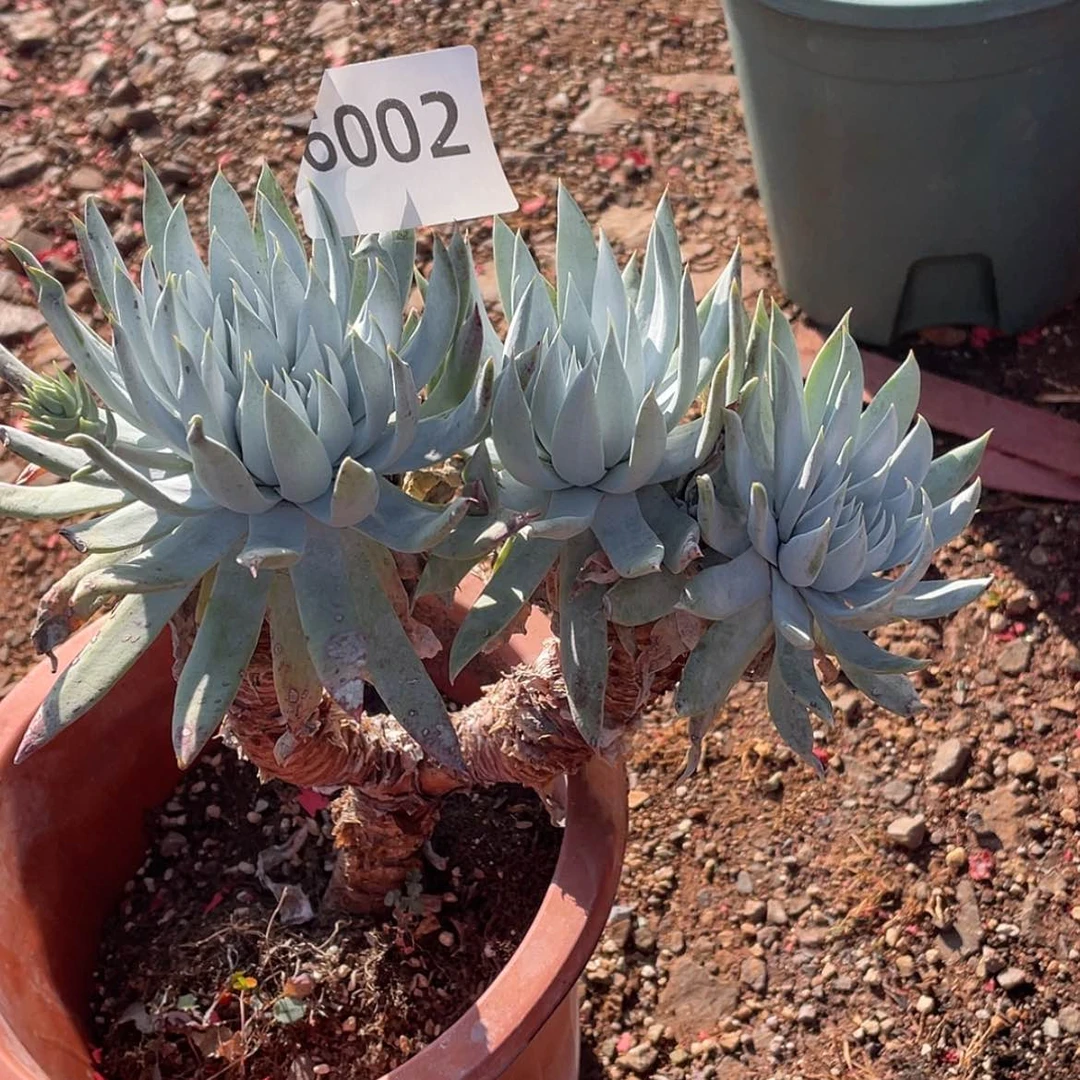 【闪购商品】雪山杂交二代