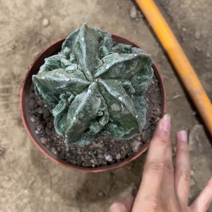 太***照吉祥如意等名家的书法艺术