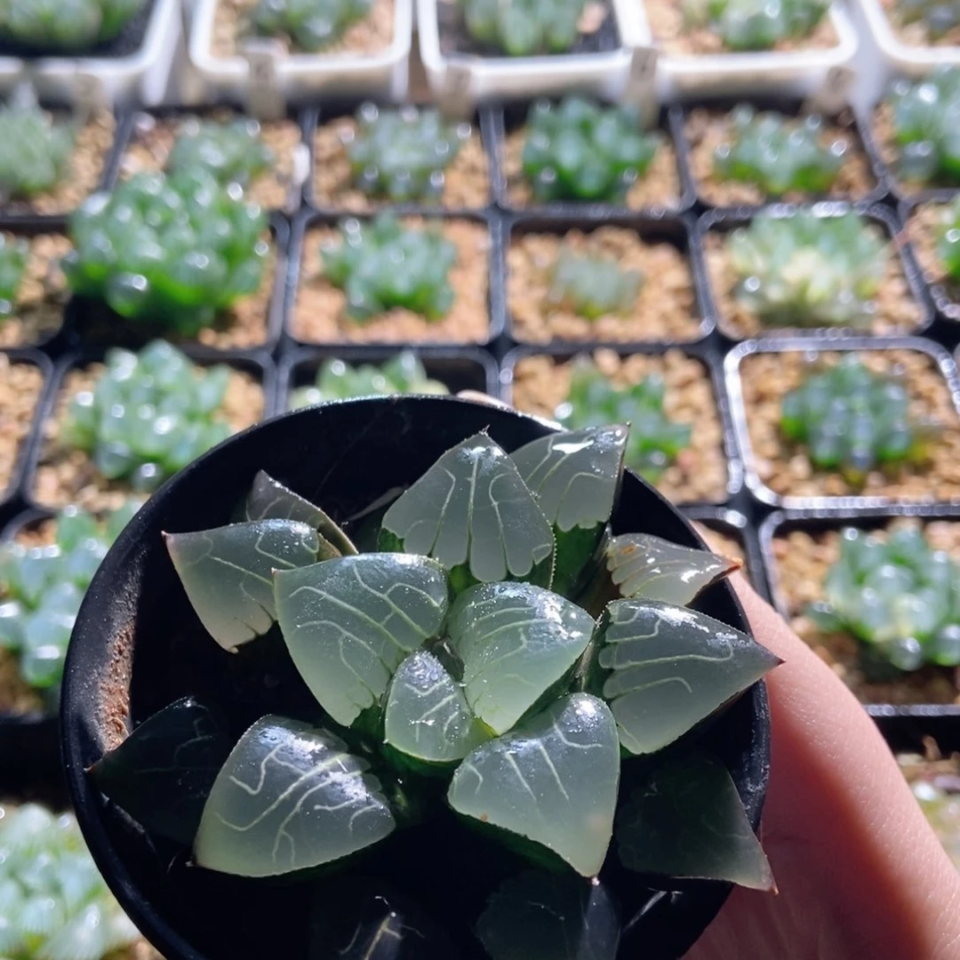 雅典娜女神多肉植物