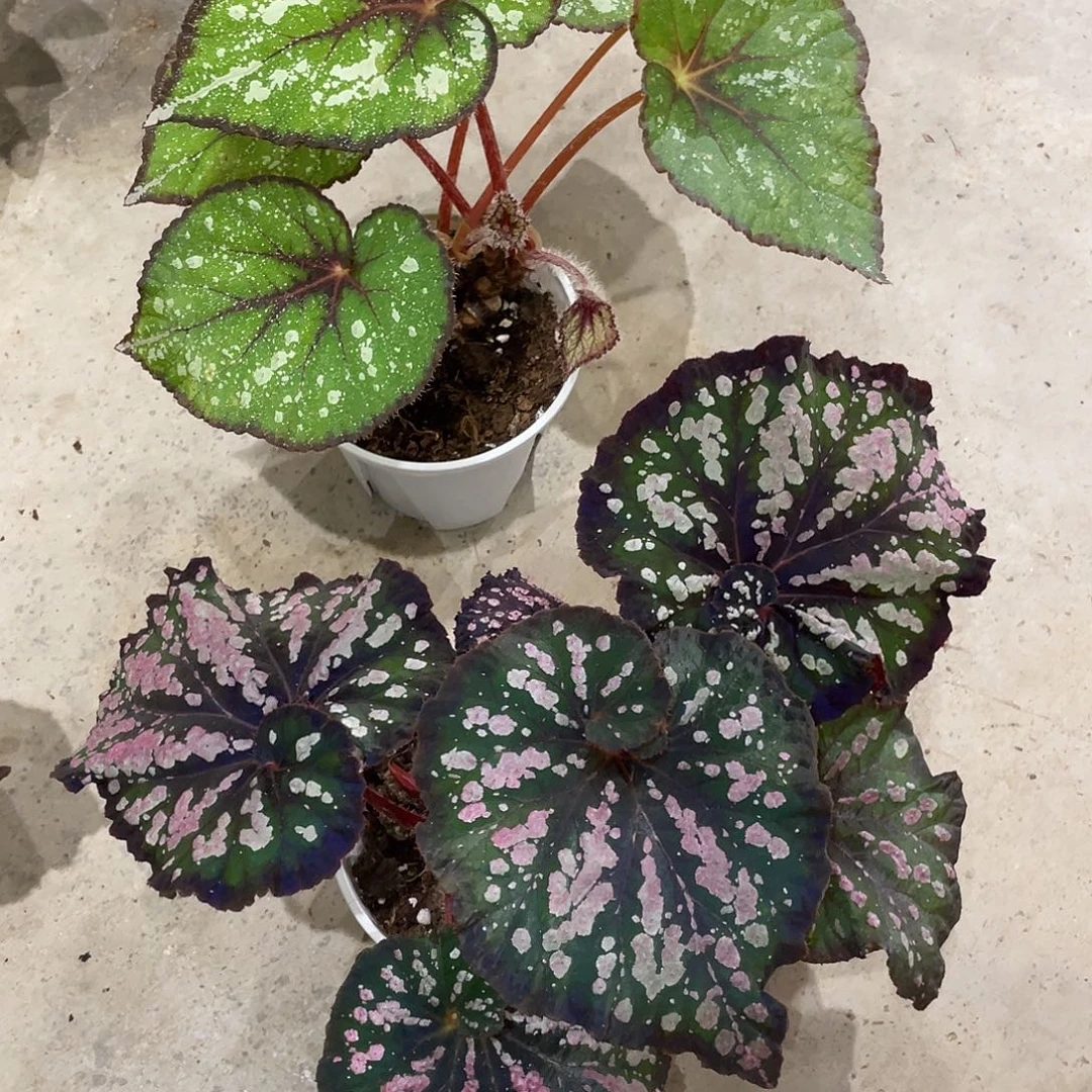 无花朵秋海棠组合