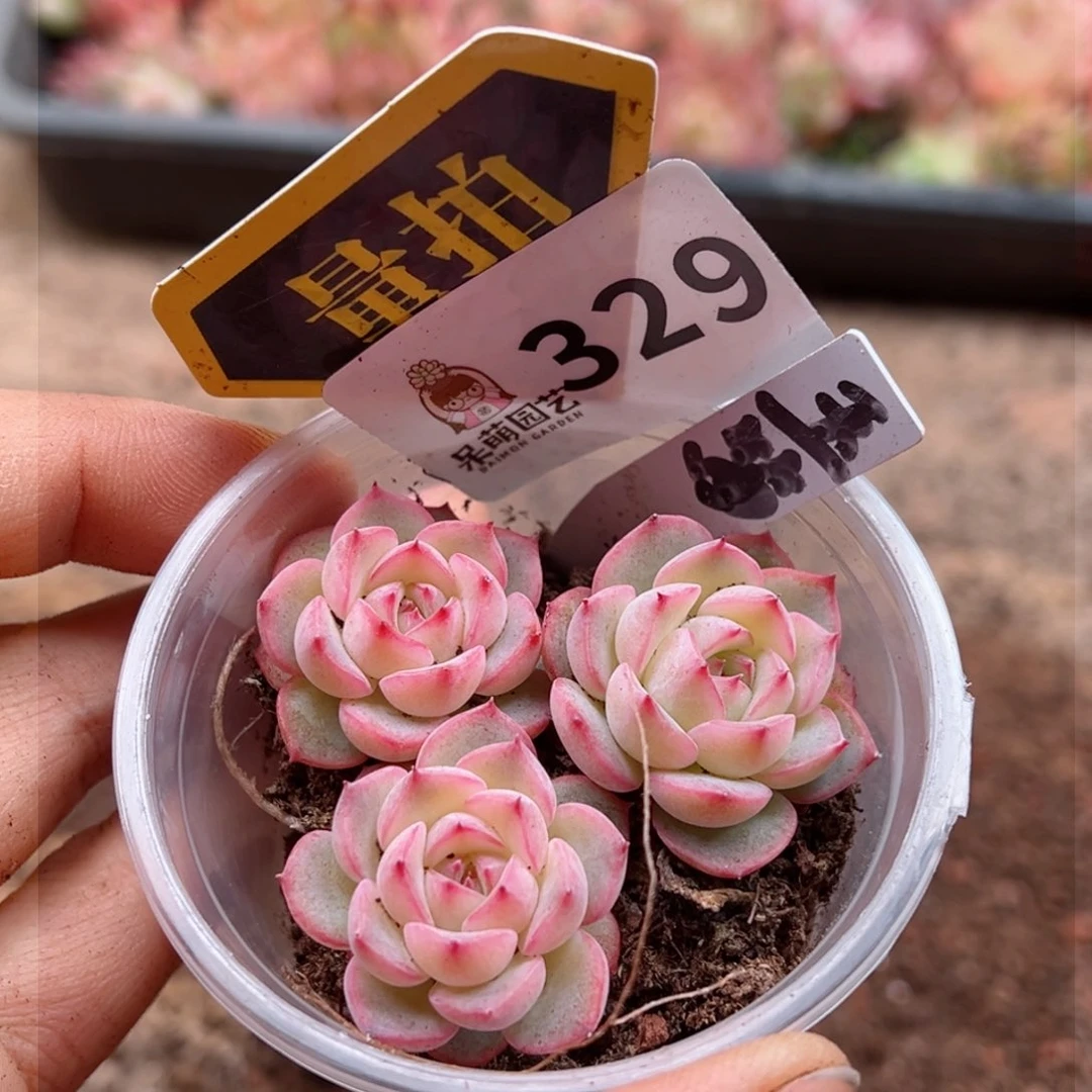 多肉植物多肉植物