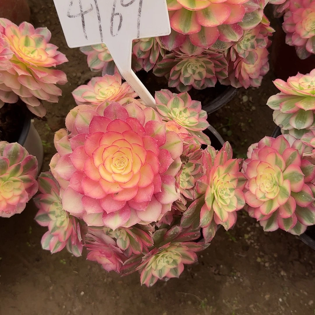 4169倾城多肉法师多肉