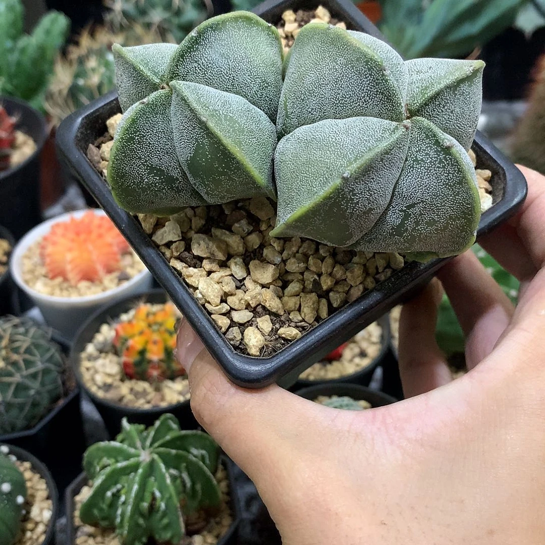 当前无花栽培后可以开花实生根四角栾凤玉