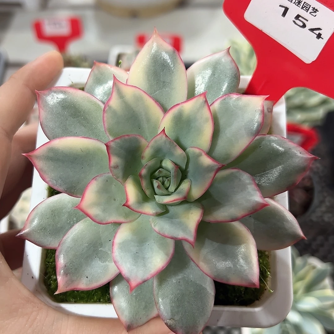 154号月光女神锦多肉植物