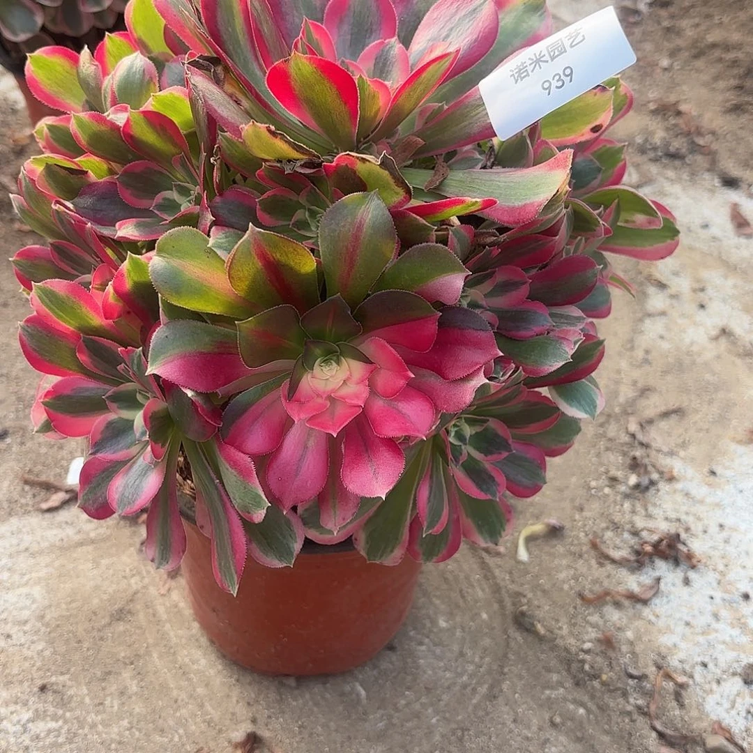 七彩石手捧多肉植物939